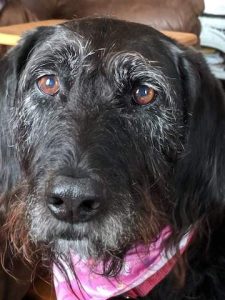 maggie