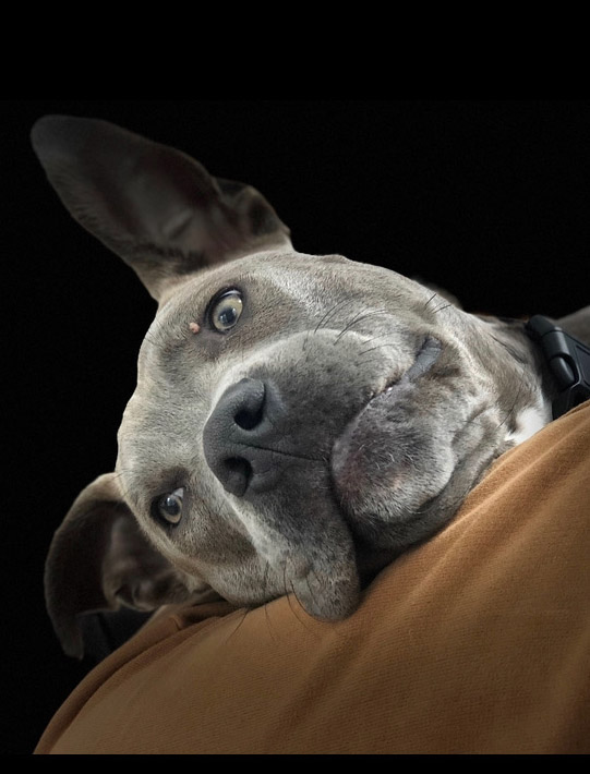 homepage bluepit