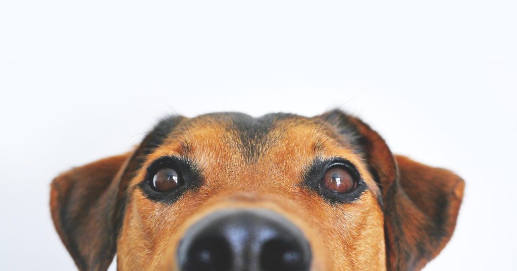 dog, view, cute, animal portrait, eyes, snout, head, loyalty, animal, shepherd dog, hybrid, mixed breed dog, appenzell mountain dog, dog eyes, brown eyes, face, portrait, pet, nose, brown, domestic animal