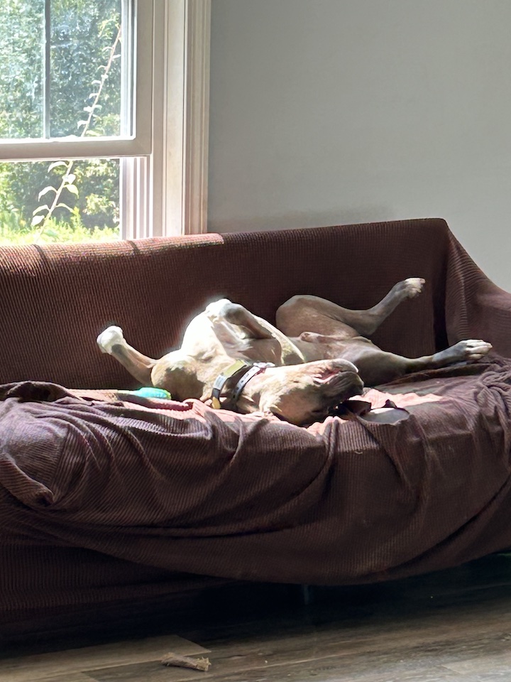 greydog