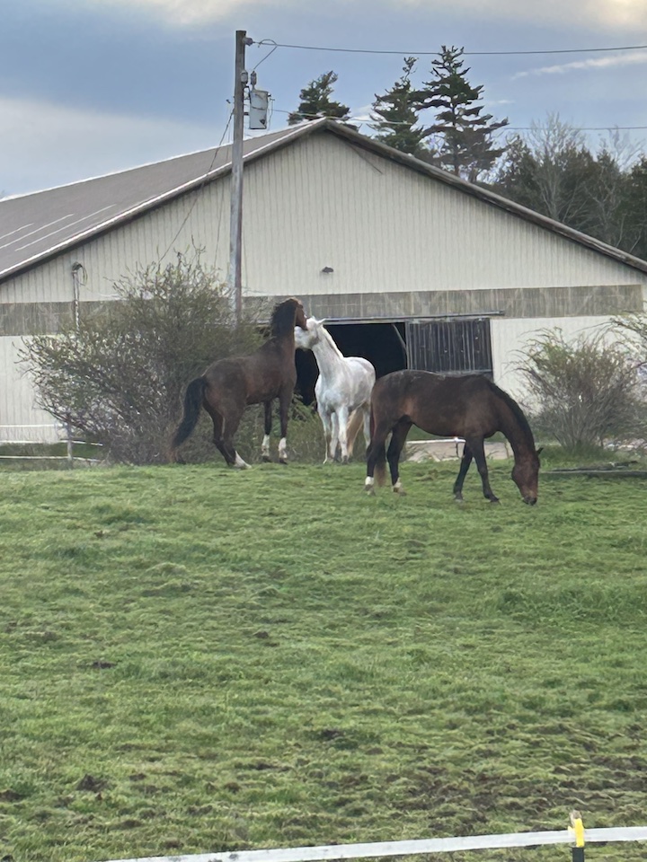 horses