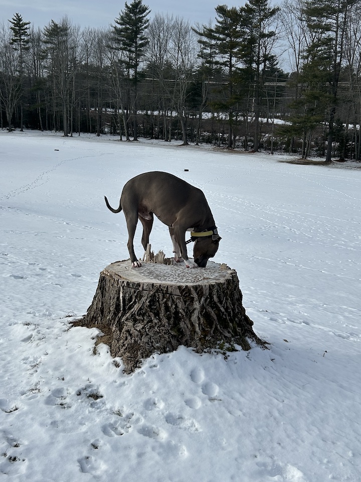 titan log