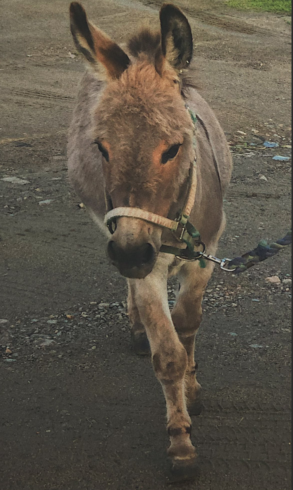 donkey2